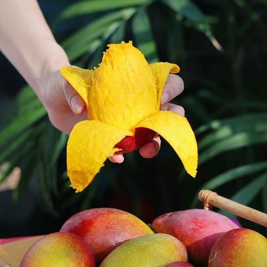 【果蔬精选】海南•树上熟贵妃芒 皮薄肉厚香味足 细腻可口 爽滑汁多 清甜味美 百吃不腻 新鲜采摘 产地直发 商品图5