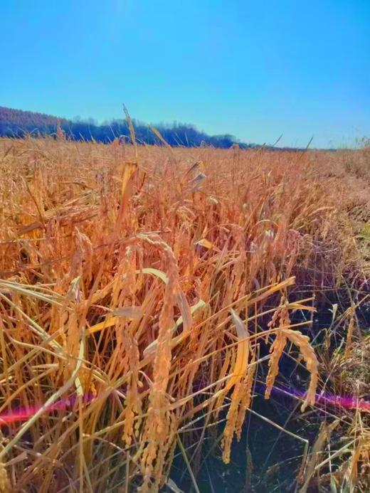 东北五常大米 · 农家大米 鲜米现磨  5斤装/10斤装 一件包邮到家 商品图7