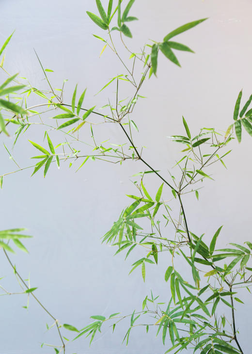 台面勒竹盆栽 商品图3