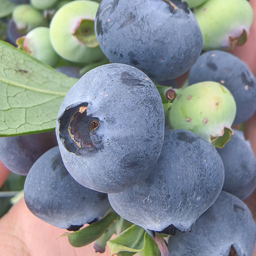 【云南好物】抚仙湖25花香蓝莓 125g/盒 商品图1