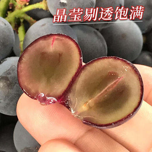 【分仓直发包邮】巨峰葡萄（颗粒装）1斤（单个颗粒10-15g） 商品图1