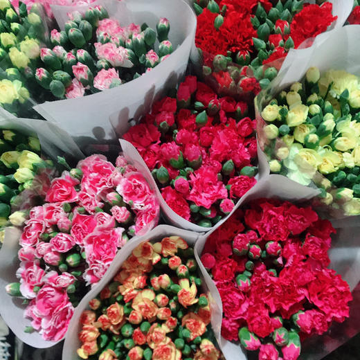 多头康乃馨--随机（活动专用） 商品图0