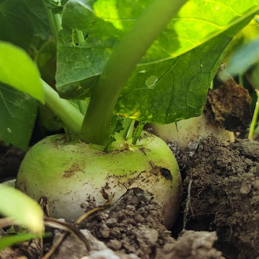 新疆新鲜恰玛古5斤 新鲜蔬菜 富碱食物   申通/邮政速运随机发货不接受指定 商品图3