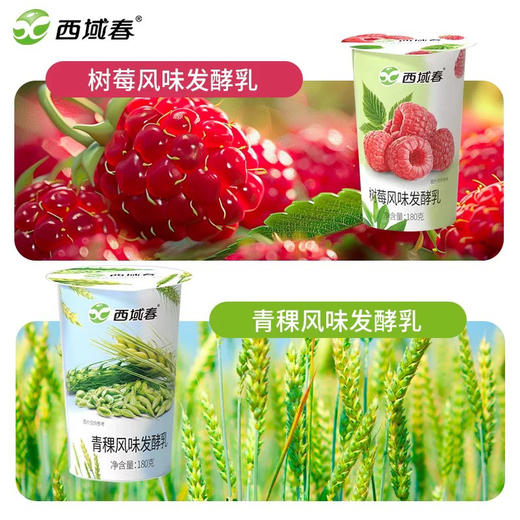 预售新疆特产西域春水果风味发酵乳低温酸奶180g*12杯口味随机发原产地发货 商品图2
