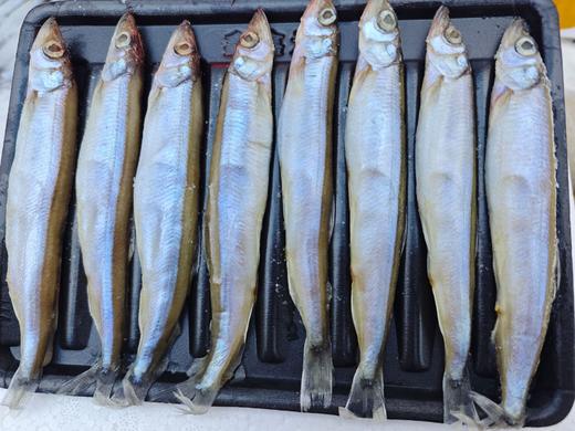 【当季捕捞❗️满籽多春鱼】只卖海捕原汁原味，只只鲜嫩饱满，精心人工挑选，新鲜速冻胡瓜鱼，鲜活特大冷冻毛鳞鱼L 商品图5