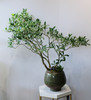 造型栀子花（绿色盆） 商品缩略图0