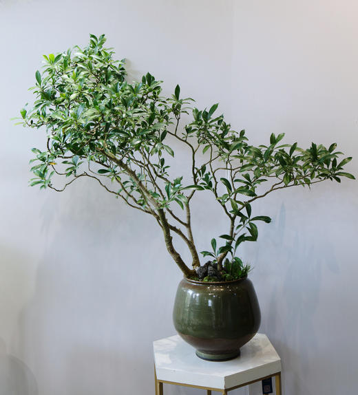 造型栀子花（绿色盆） 商品图0