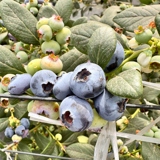 【高甜爆汁 自带花香】云南云端初露蓝莓 现摘现发【礼盒包装 顺丰快速】 商品图3
