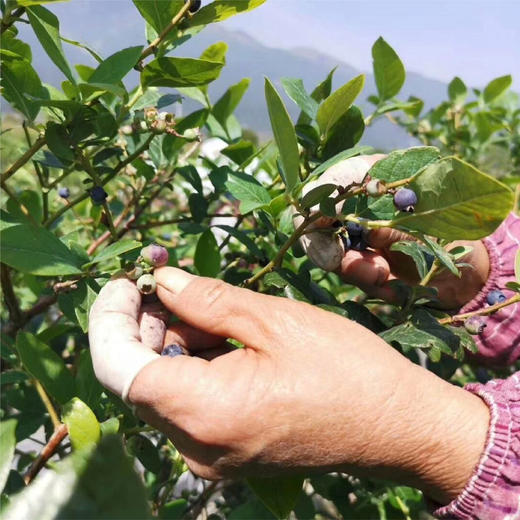 【高甜爆汁 自带花香】云南云端初露蓝莓 现摘现发【礼盒包装 顺丰快速】 商品图4