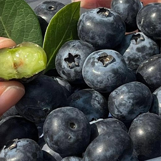 【高甜爆汁 自带花香】云南云端初露蓝莓 现摘现发【礼盒包装 顺丰快速】 商品图2
