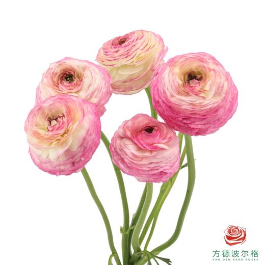 洋牡丹-超级-蔷薇粉 5枝1扎 商品图1