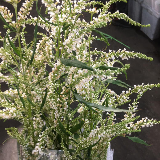 七里香 商品图0