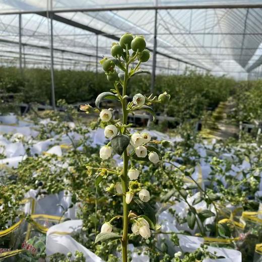 云南蓝莓🫐盆栽 🪴 带果盆栽 70公分左右高度！预订55/盆 商品图9