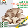 全国发货满额包邮 新鲜采摘蘑菇 平菇300g 灰平菇白平菇随机发 商品缩略图0