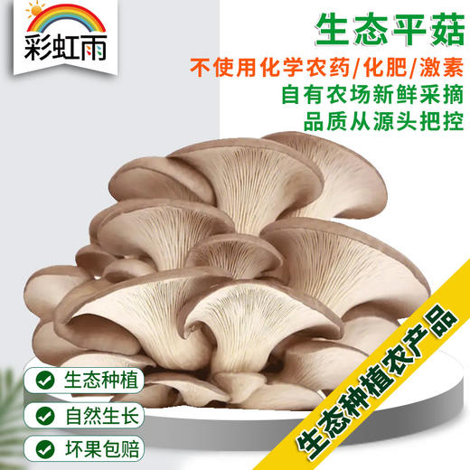 全国发货满额包邮 新鲜采摘蘑菇 平菇300g 灰平菇白平菇随机发 商品图0