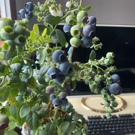 云南蓝莓🫐盆栽 🪴 带果盆栽 70公分左右高度！预订55/盆 商品图7