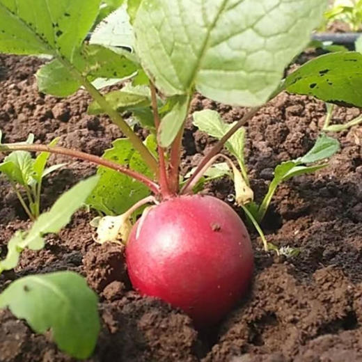 全国发货满额包邮  有机蔬菜 蔬菜樱桃萝卜250g 欧盟认证彩虹雨北京农场 商品图4