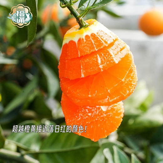 中华红橙 商品图1