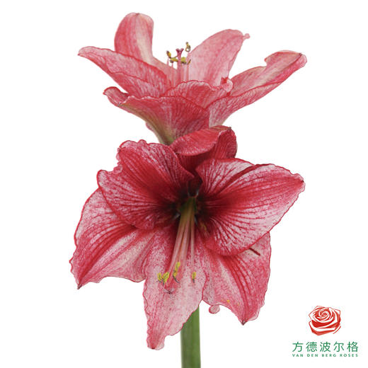 朱顶红切花 印象派  2枝/扎 商品图0