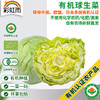 彩虹雨 北京配送 有机蔬菜球生菜400g 京津冀满百包邮 商品缩略图0