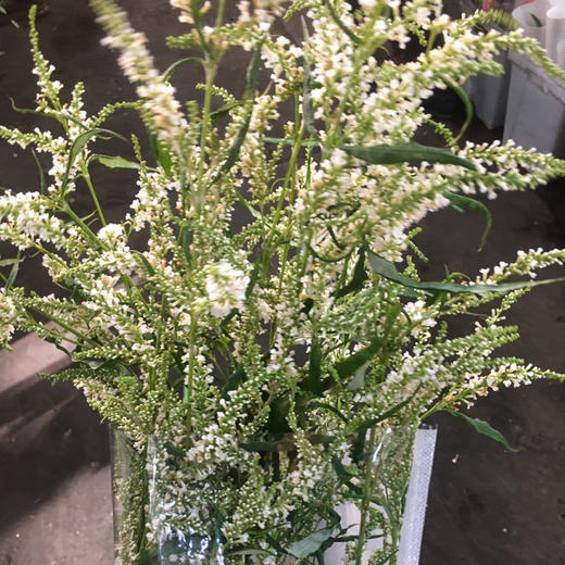 七里香 商品图1