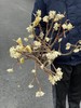 精品花材结香枝条鲜切花1份 商品缩略图2