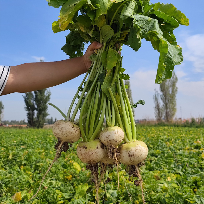 新疆新鲜恰玛古5斤 富碱食物 当季蔬菜