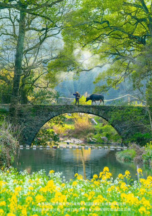 【至尊黄九千】  春色黄山•水墨宏村•婺女洲•祈福九华山•婺源篁岭油菜花•秀水千岛湖•醉美古徽州·精品纯玩单飞单高6日游 商品图1