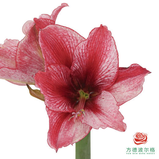 朱顶红切花 印象派  2枝/扎 商品图1