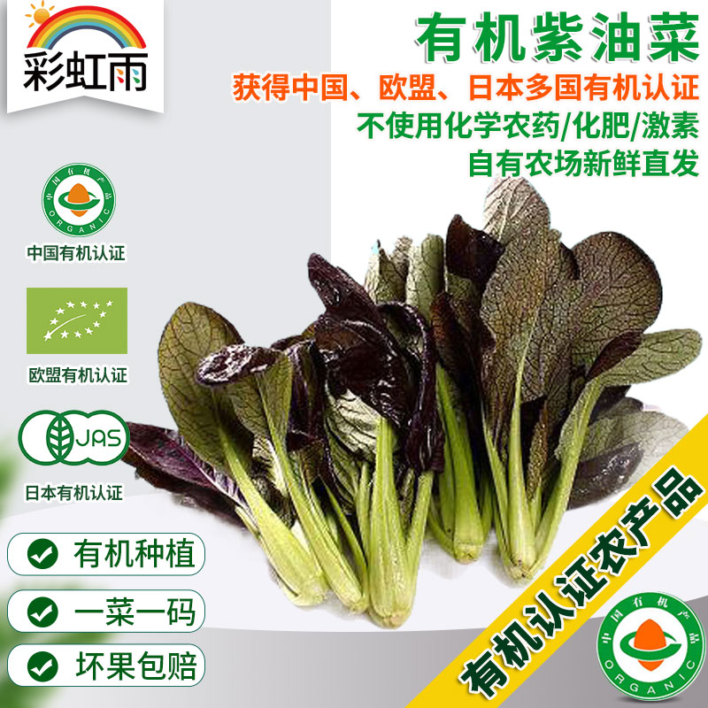 全国发货满额包邮 新鲜有机蔬菜 紫油菜250g 欧盟认证彩虹雨农场