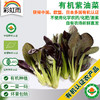 全国发货满额包邮 新鲜有机蔬菜 紫油菜250g 欧盟认证彩虹雨农场 商品缩略图0