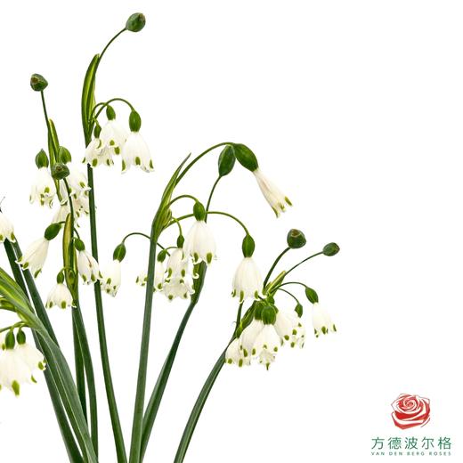 雪片莲 商品图0