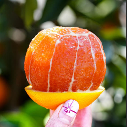 中华红橙 商品图5