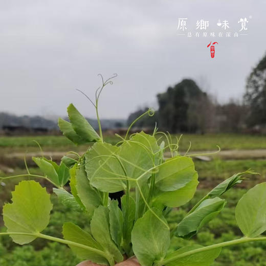 生态豌豆尖（农场直发-顺丰包邮） | 1.5斤装，来自成都郫都区 商品图2