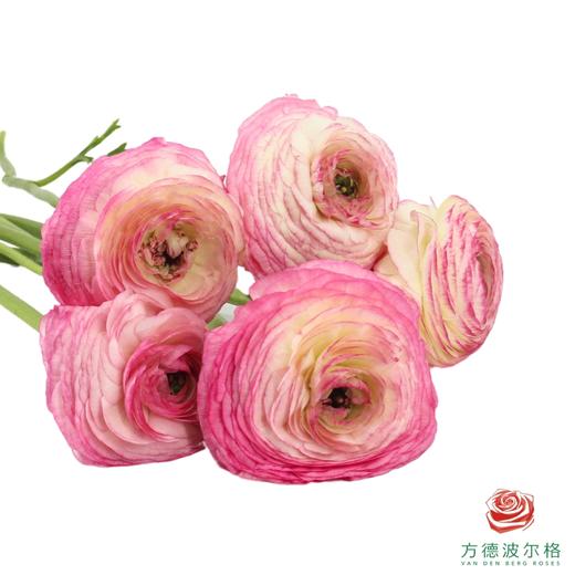 洋牡丹-超级-蔷薇粉 5枝1扎 商品图2