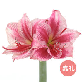 国产朱顶红 | 嘉礼