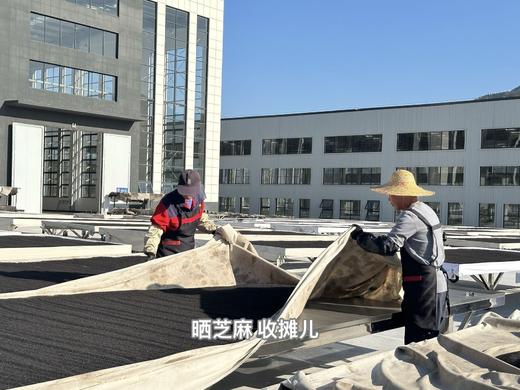 【有机黄精芝麻丸2.0】有机黑芝麻｜生态黄精｜完全不油 不齁甜 不加任何糖分粘合剂｜养发 养 肾精 充足的钙和阳光能量 矿物质丰富 商品图10