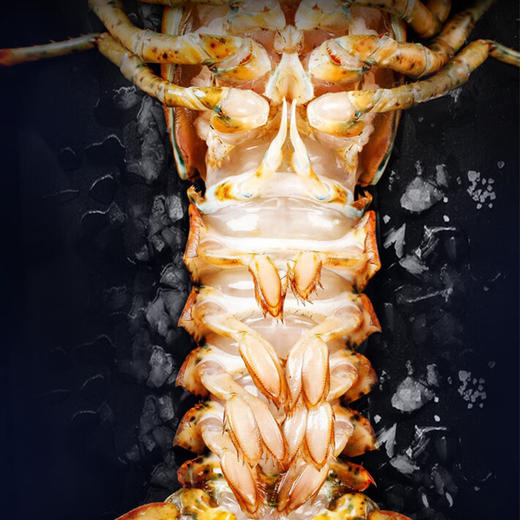【顺丰冷链直发❗熟冻波士顿龙虾】让您足不出户吃上新鲜海味，从深海到餐桌看得见的品质，特大鲜活冷冻波龙，速冻波士顿大龙虾L 商品图1