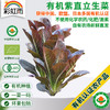 全国满额包邮 新鲜有机蔬菜 紫叶罗马直立生菜250g 欧盟认证彩虹雨农场 商品缩略图0