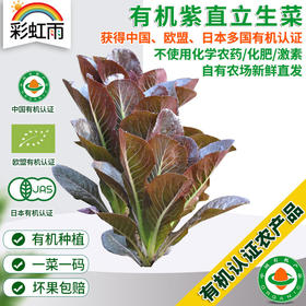 全国满额包邮 新鲜有机蔬菜 紫叶罗马直立生菜250g 欧盟认证彩虹雨农场