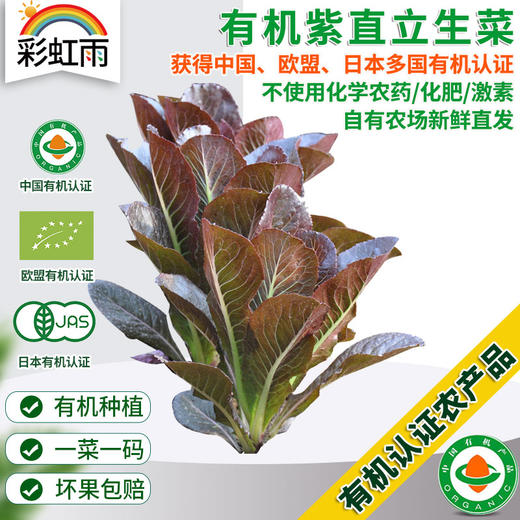 全国满额包邮 新鲜有机蔬菜 紫叶罗马直立生菜250g 欧盟认证彩虹雨农场 商品图0