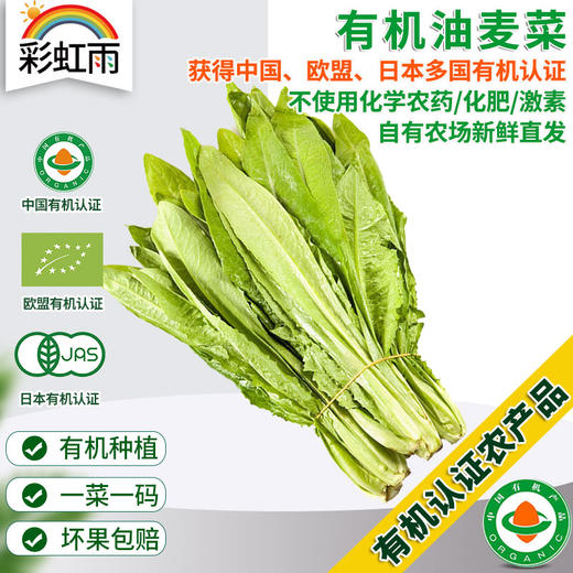 彩虹雨 新鲜有机蔬菜 油麦菜250g 欧盟认证京津冀满百包邮 商品图0