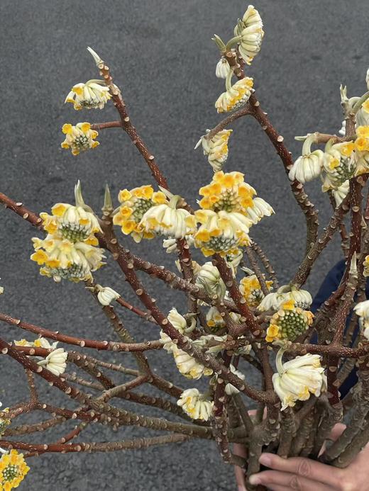 精品花材结香枝条鲜切花1份 商品图3