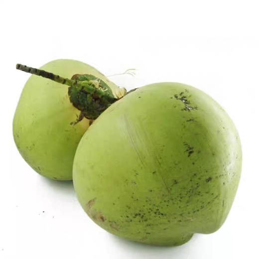 海南带皮椰子 1个 商品图0