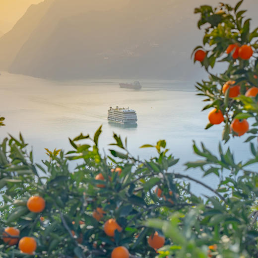 中华红橙 商品图9