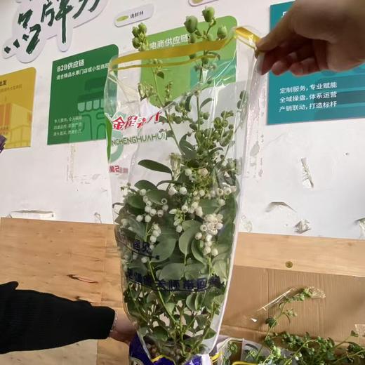 云南蓝莓🫐盆栽 🪴 带果盆栽 70公分左右高度！预订55/盆 商品图1