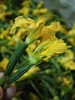 【春日限定 小黄瓜花】一口尝尽春天的清爽与鲜美｜北纬37°鲜采带花嫩瓜 间苗鲜采 新鲜果蔬 1斤装 [自然生长+手工采摘，不接急单，72h发货，节假日顺延，] 商品缩略图2