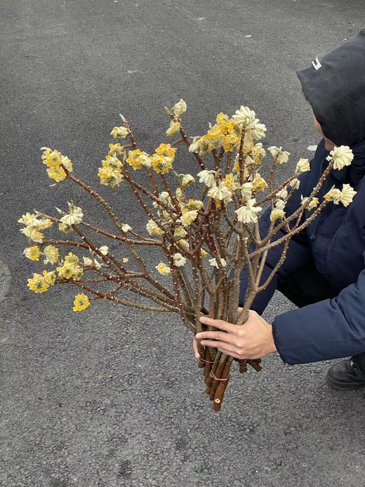 精品花材结香枝条鲜切花1份 商品图1