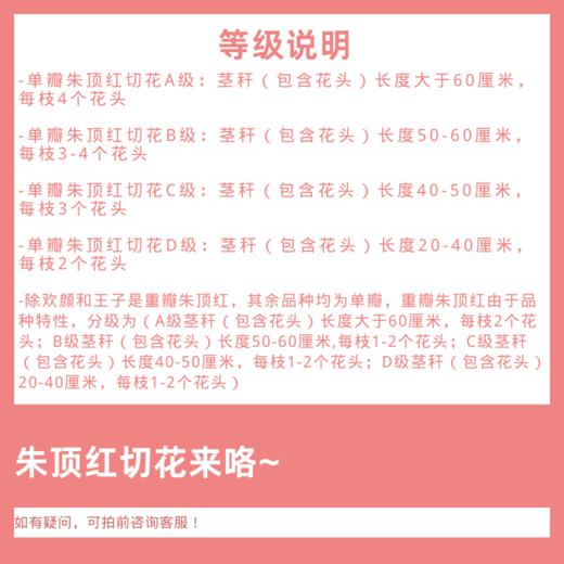 朱顶红切花 印象派  2枝/扎 商品图2