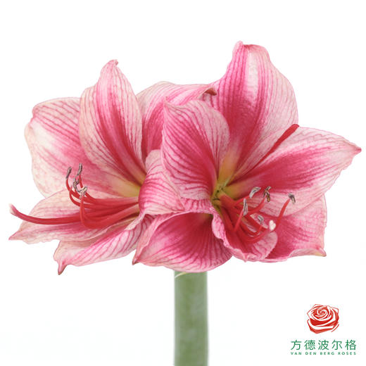 朱顶红切花 嘉礼  2枝/扎 商品图1